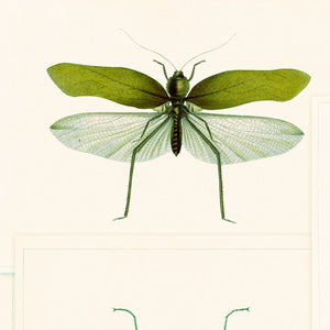 Entomology Green Wallpaper