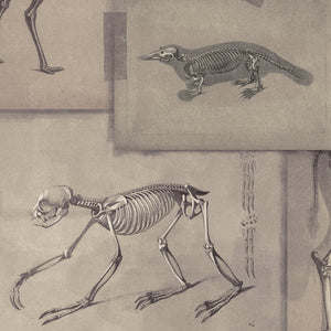 Zooarchaeology Wallpaper