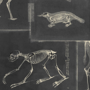 Zooarchaeology Anthracite Wallpaper